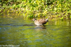 Moorhen in River Side View