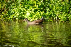 Moorhen in River Side View