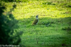 Green Woodpecker on Ground Side View