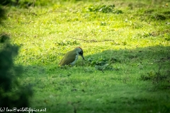 Green Woodpecker on Ground Side View