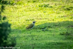 Green Woodpecker on Ground Side View