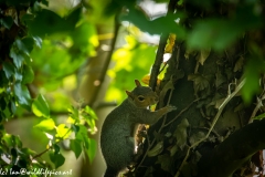 Squirrel on Tree Side View