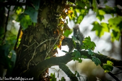 Squirrel on Tree Back View