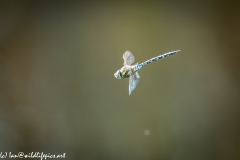 Migrant Hawker Dragonfly in Flight Side View