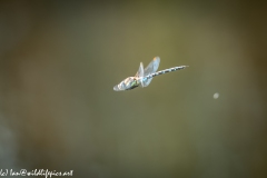 Migrant Hawker Dragonfly in Flight Side View