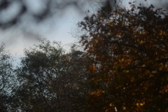 Heron in Tree