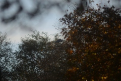 Heron in Tree