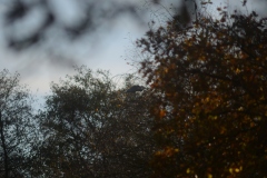 Heron in Tree