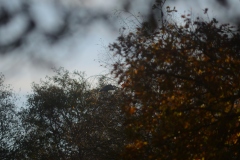 Heron in Tree