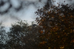 Heron in Tree