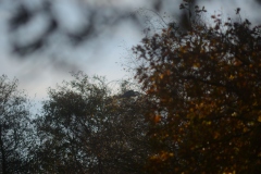 Heron in Tree