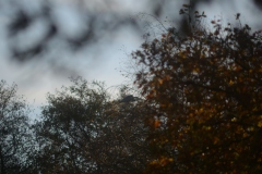 Heron in Tree