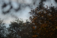 Heron in Tree