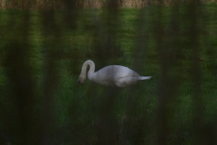 Swan