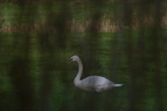 Swan