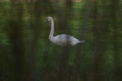 Swan