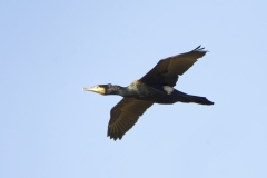 Cormorant in Flight