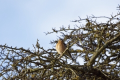 Chaffinch