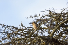 Chaffinch