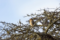 Chaffinch