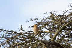 Chaffinch