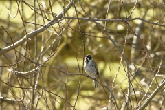 Male Reed Bunting