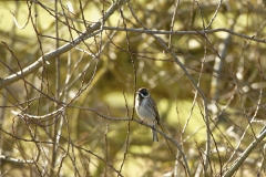 Male Reed Bunting