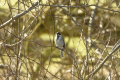 Male Reed Bunting