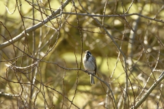 Male Reed Bunting