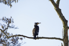 Cormorant