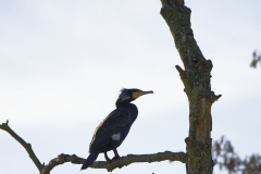 Cormorant