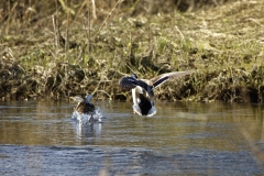 Mallards landing