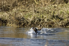 Mallards landing