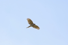 Male Sparrowhawk in Flight