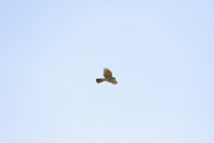 Male Sparrowhawk in Flight