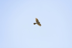 Male Sparrowhawk in Flight