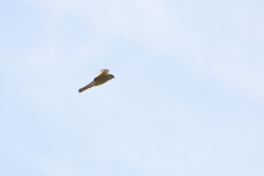 Male Sparrowhawk in Flight