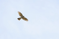 Male Sparrowhawk in Flight