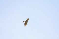 Male Sparrowhawk in Flight