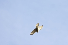 Male Sparrowhawk in Flight