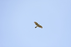 Male Sparrowhawk in Flight