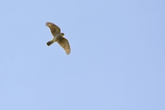 Male Sparrowhawk in Flight