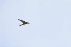 Male Sparrowhawk in Flight