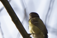 Great Tit