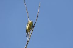 Blue Tit