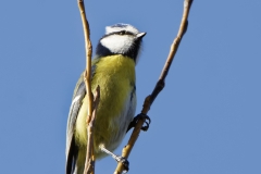 Blue Tit