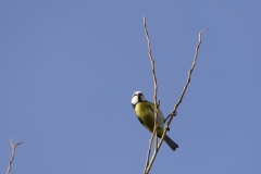 Blue Tit