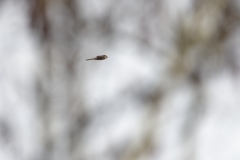 Male Sparrowhawk in Flight