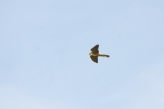 Male Sparrowhawk in Flight