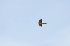 Male Sparrowhawk in Flight
